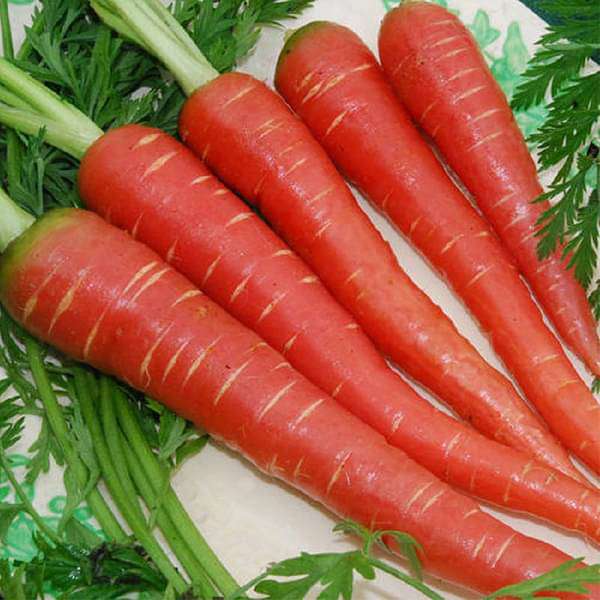 Carrot Red Long Vegetable Seeds